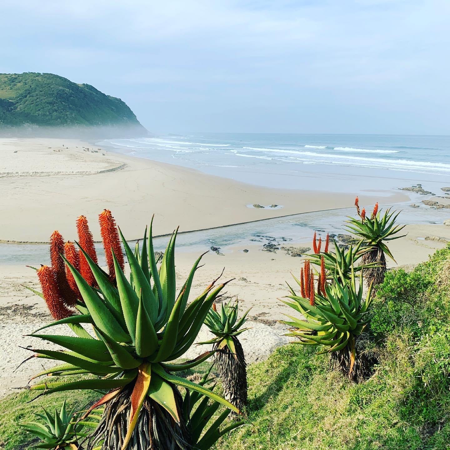 Driftwood Cottage on the Wild Coast Near Port St